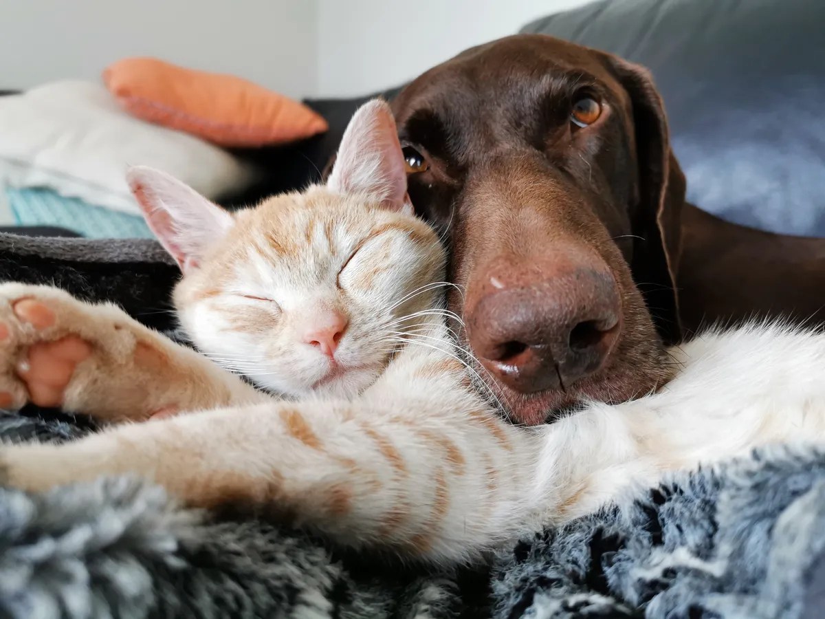 News Introducing a new furry family member • SPCA New Zealand