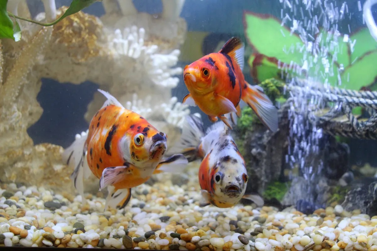 Goldfish Vore Telegraph