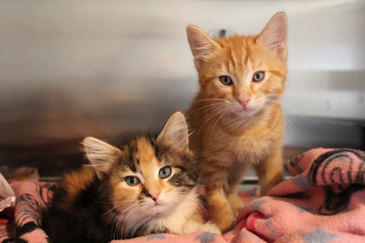 News SPCA announces partnership with Pet Depot • SPCA New Zealand