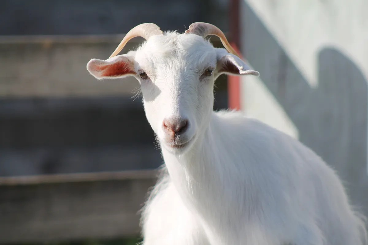 News Goats aren’t lawnmowers; how to care for your pet goat. • SPCA