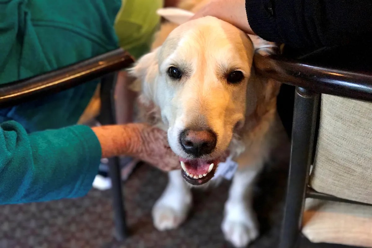 Service Dunedin Dog Squad Visits • SPCA New Zealand
