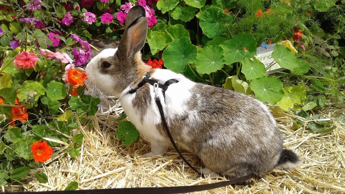 News Maggie’s journey with the SPCA • SPCA New Zealand