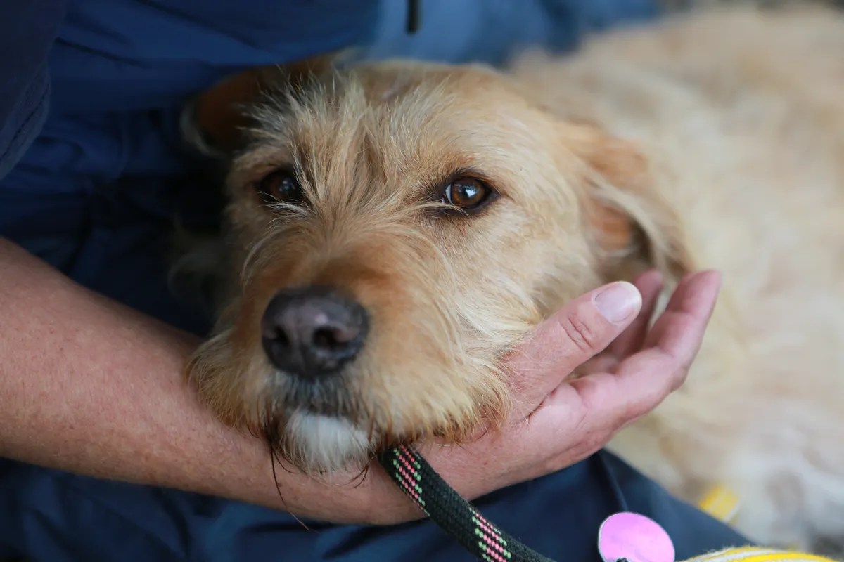 Service Tauranga Dog Squad Visits • SPCA New Zealand