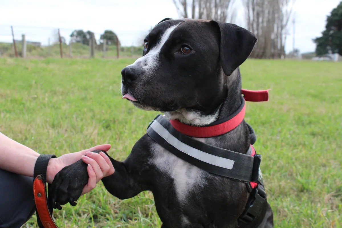 News SPCA prosecutes after man violently abuses his dog