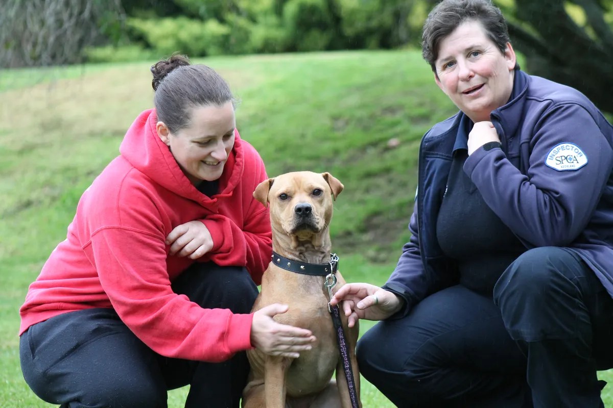 News Veterinary Nursing A Professional Passion • SPCA New Zealand