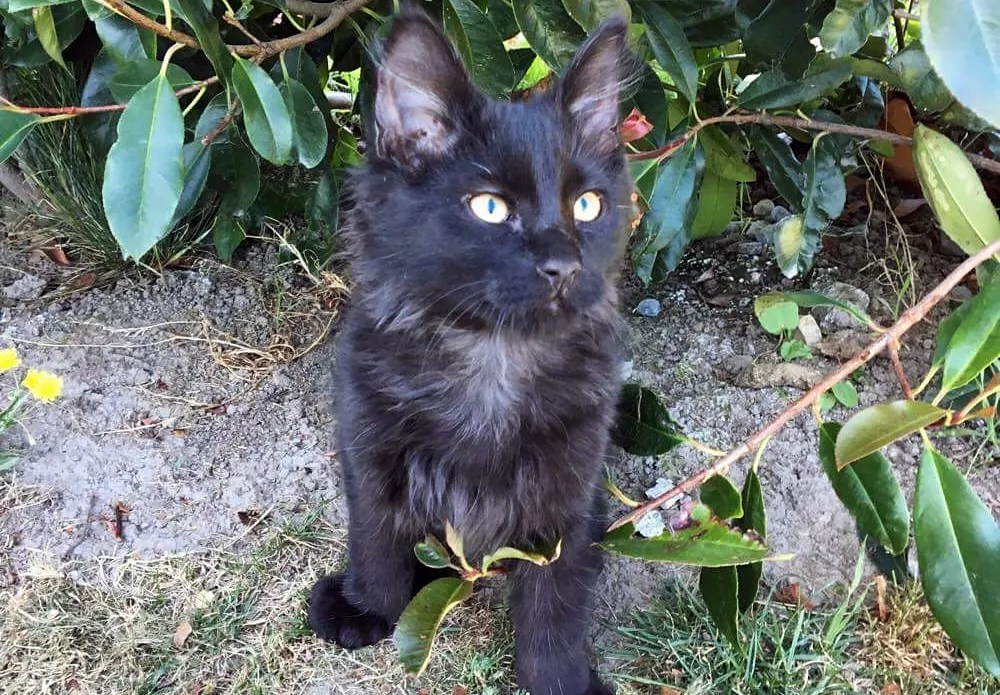 News Hudson the little kitten that could • SPCA New Zealand