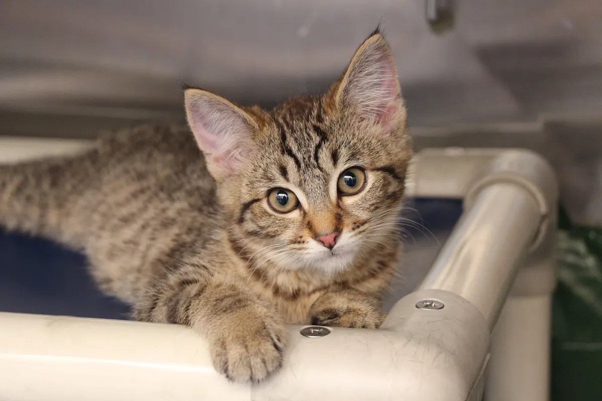 News SPCA Prosecutes Otago Man for Drowning Eight Cats • SPCA New Zealand