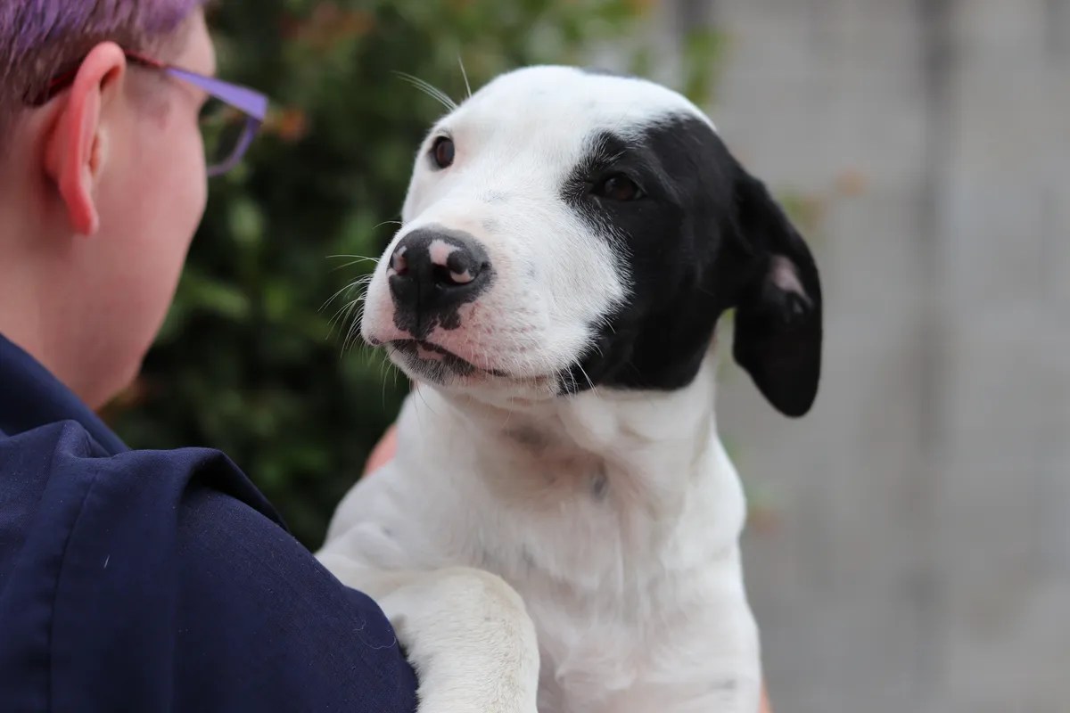 News The head and heart benefits of owning a pet • SPCA New Zealand