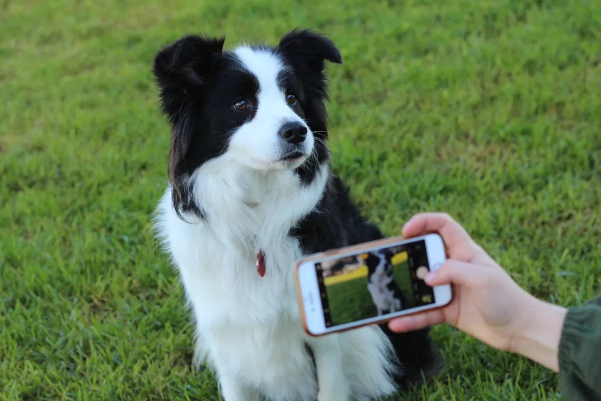 News SPCA's Calendar Competition has launched! • SPCA New Zealand