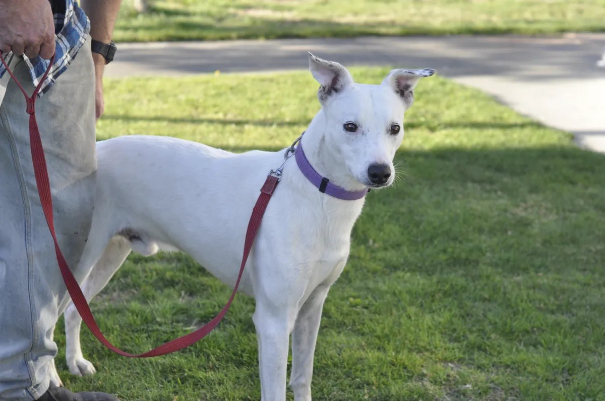News Meet SPCA Taupo Centre's longest stay dog • SPCA New Zealand