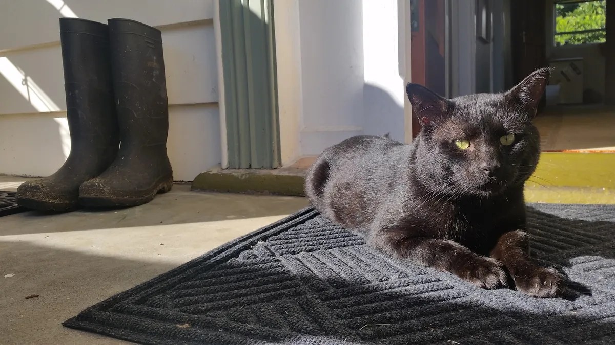 Tama • SPCA New Zealand