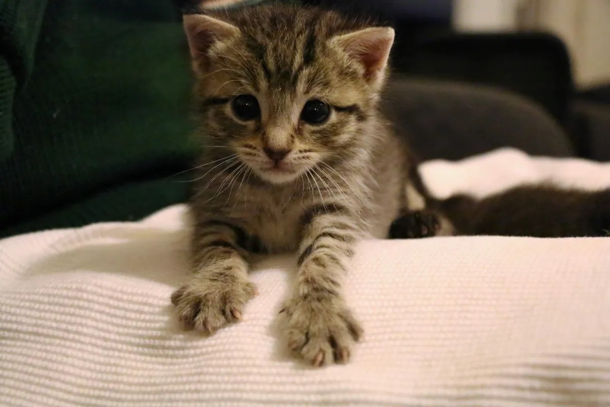 News Meet the kittens you've saved • SPCA New Zealand