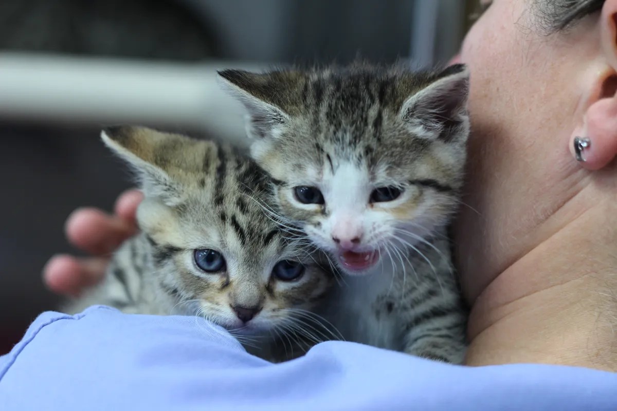 News Increased unwanted animal numbers putting SPCA under pressure