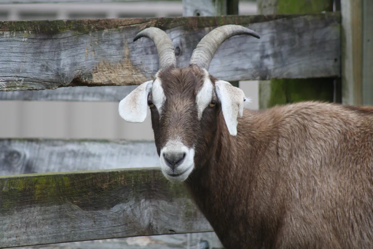 News Announcing new animal welfare regulations • SPCA New Zealand