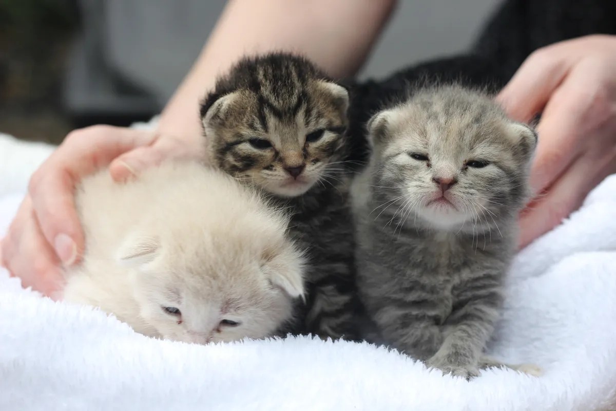 News SPCA preparing for another huge kitten season after desexing put