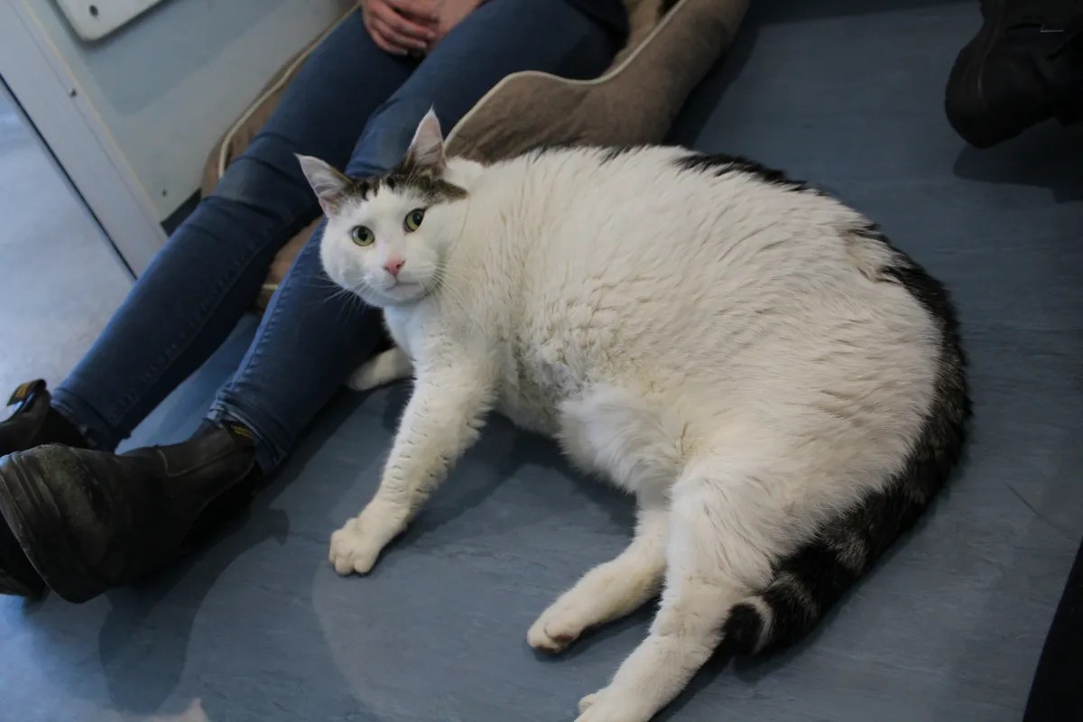 News Pet Obesity Day Meet one of the heaviest cats our team has ever