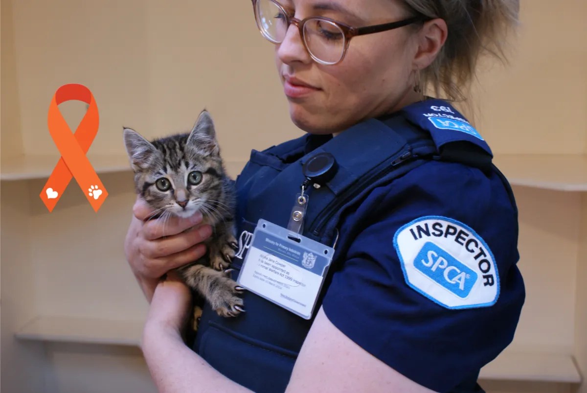 News Prevention of Cruelty to Animals shining a light on SPCA’s fight