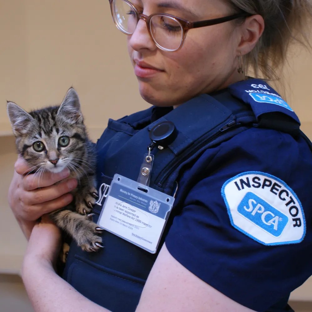 News 150 years of caring for and protecting animals • SPCA New Zealand