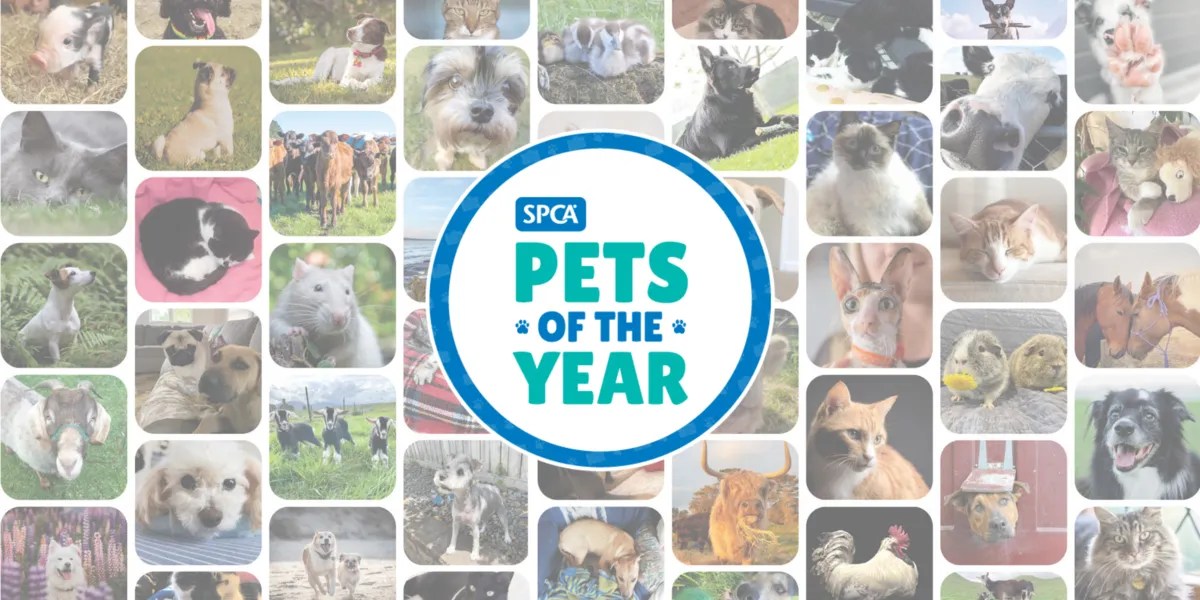 Event SPCA Pets of the Year • SPCA New Zealand
