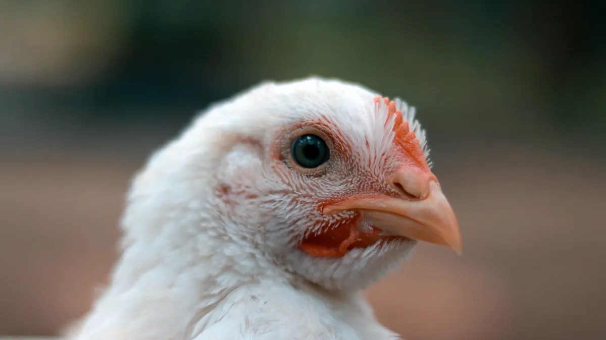 News A better life for meat chickens SPCA calls for New Zealand food