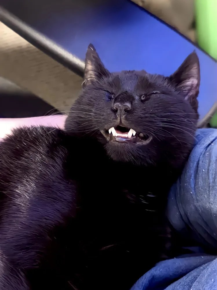 Xiao Hei • SPCA New Zealand