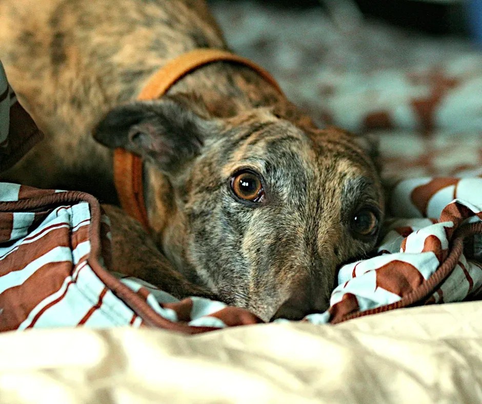 News Injuries on greyhound racetrack reiterates SPCA’s call to end