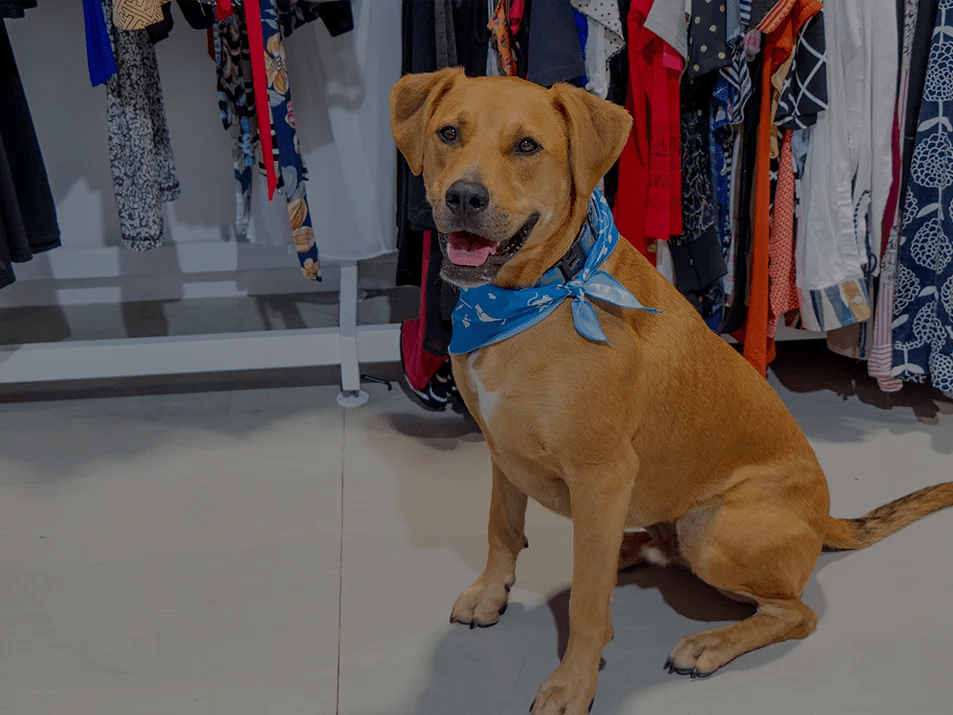 Timaru Op Shop • SPCA New Zealand