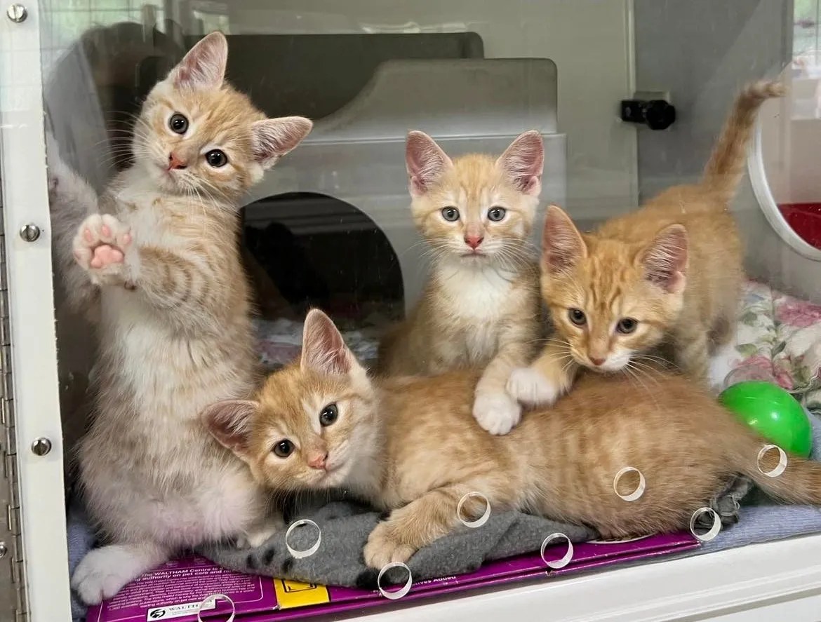 News Kittens found in a pillowcase getting ready for new home • SPCA