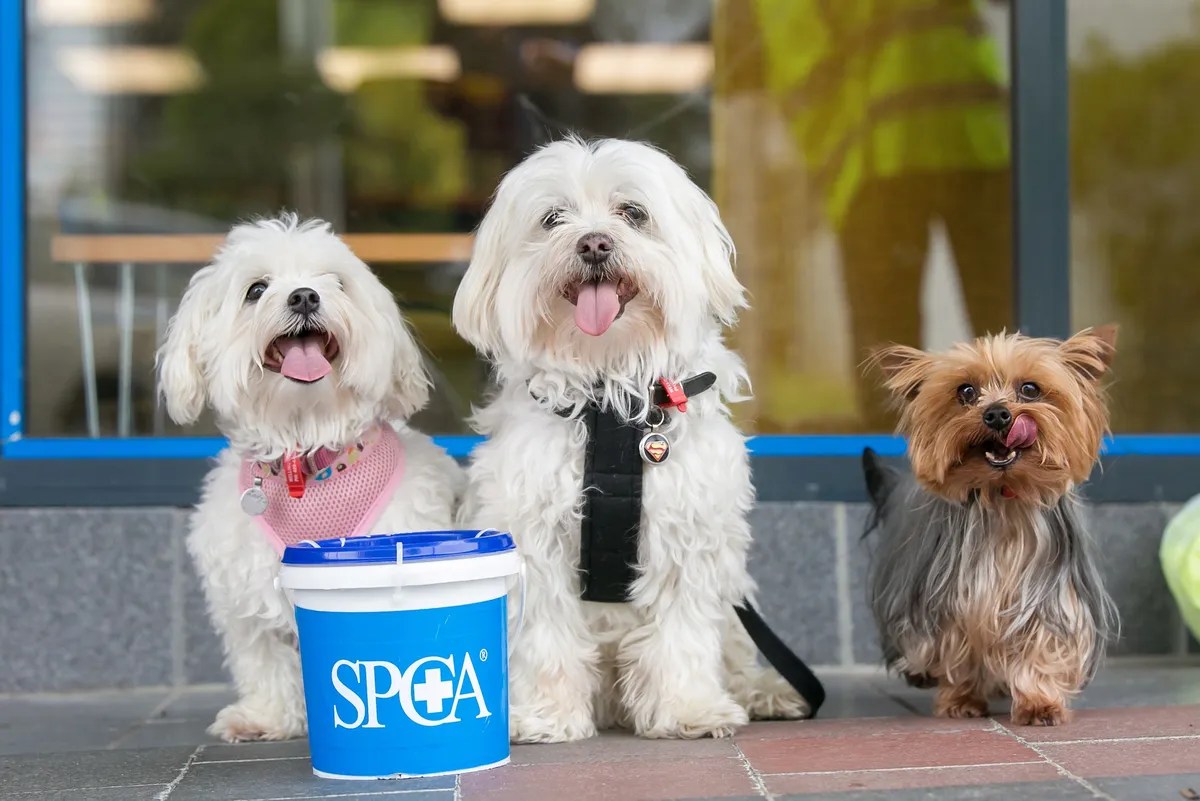 News SPCA calls for animal lovers to collect for annual appeal • SPCA New Zealand