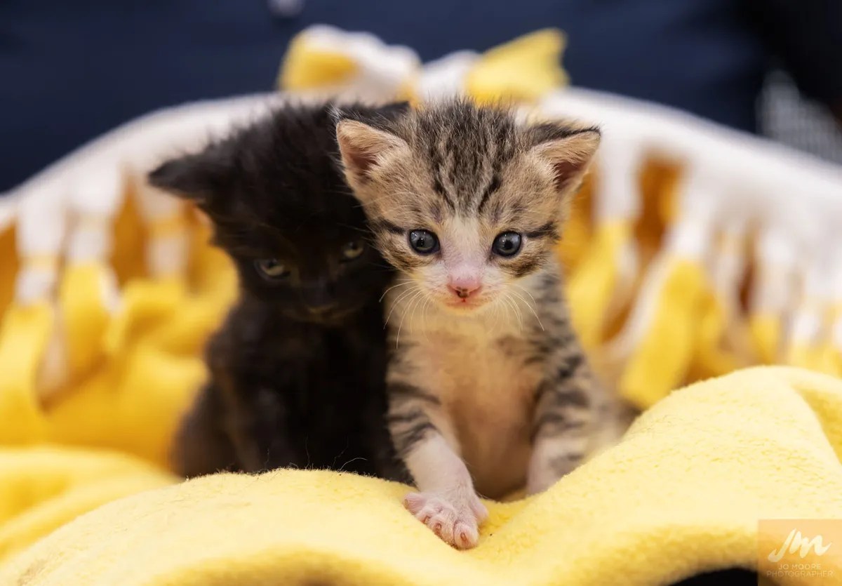 Animal Welfare Act • SPCA New Zealand