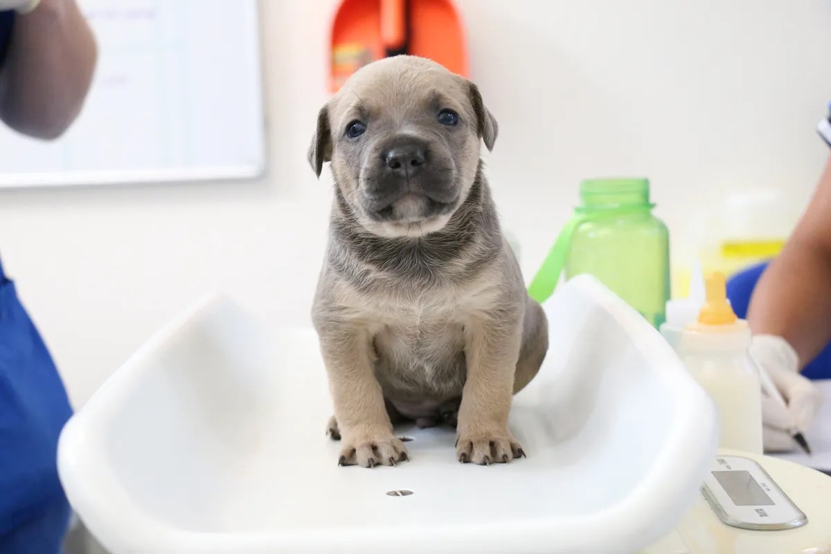 Animal Welfare Act • SPCA New Zealand