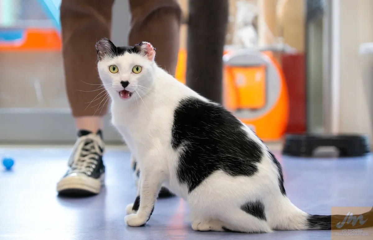 Animal Welfare Act • SPCA New Zealand