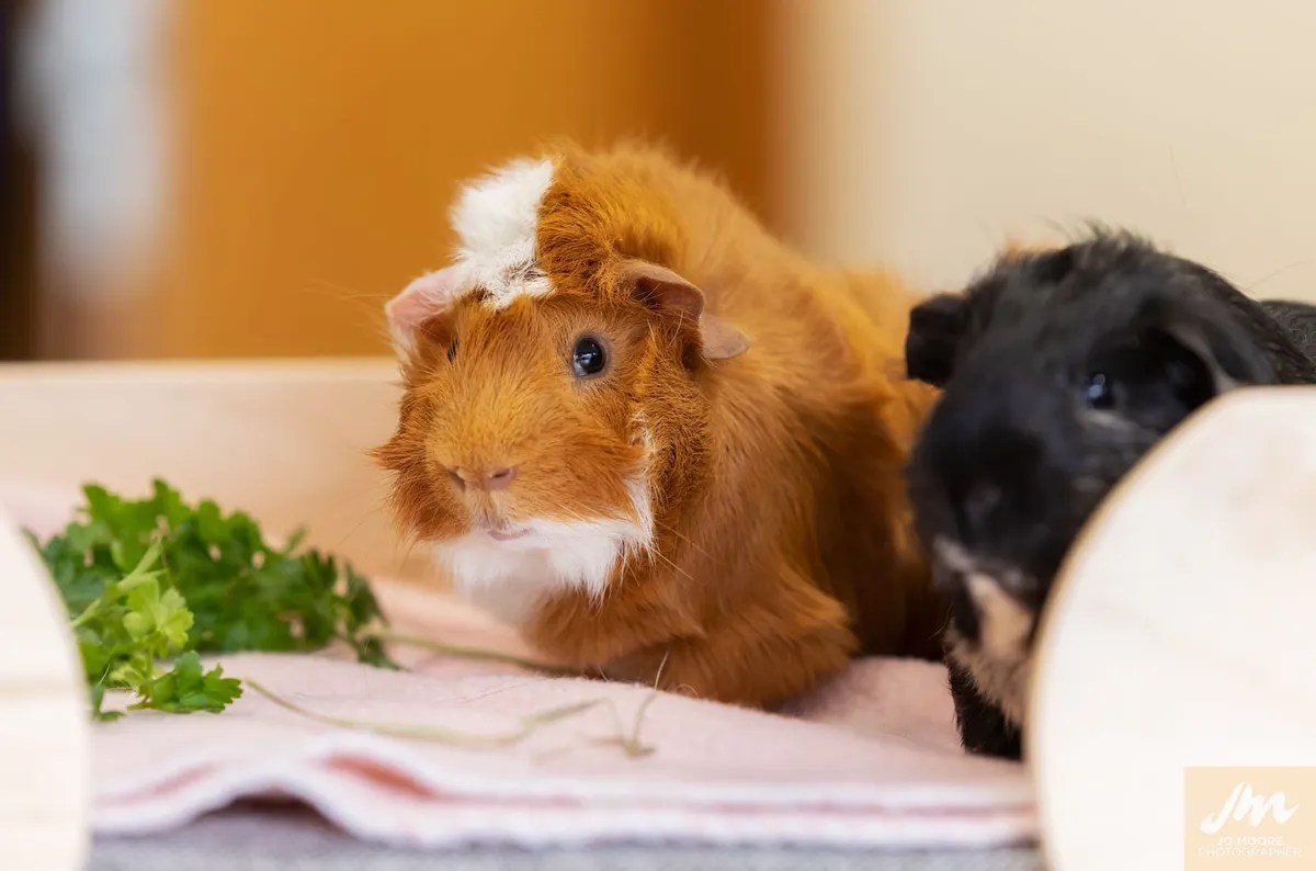 Animal Welfare Act • SPCA New Zealand