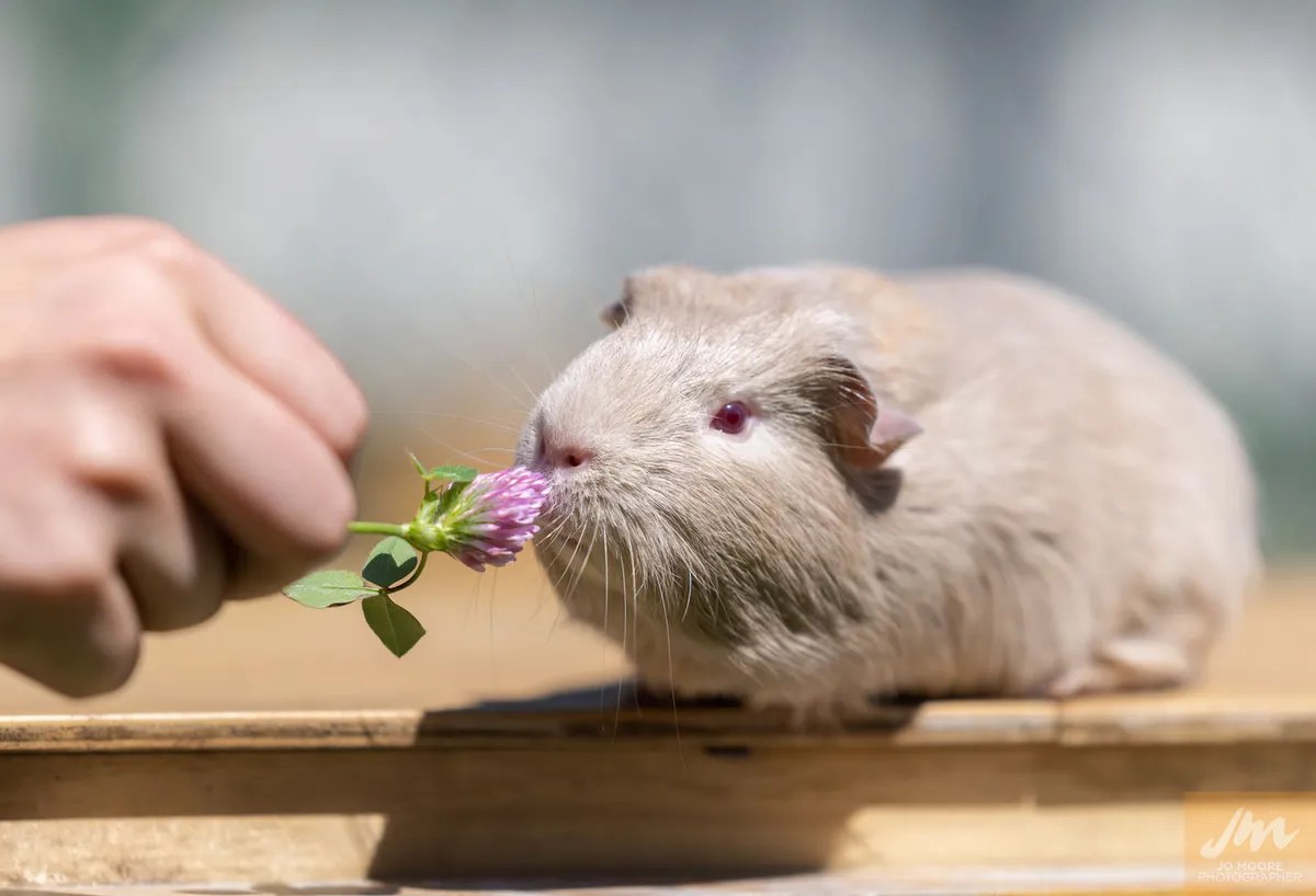 Animal Welfare Act • SPCA New Zealand