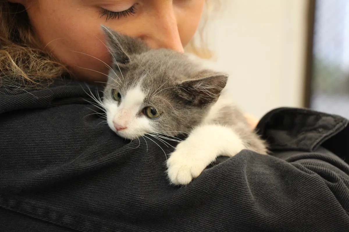 Volunteer Jobs SPCA Over 200 roles in New Zealand