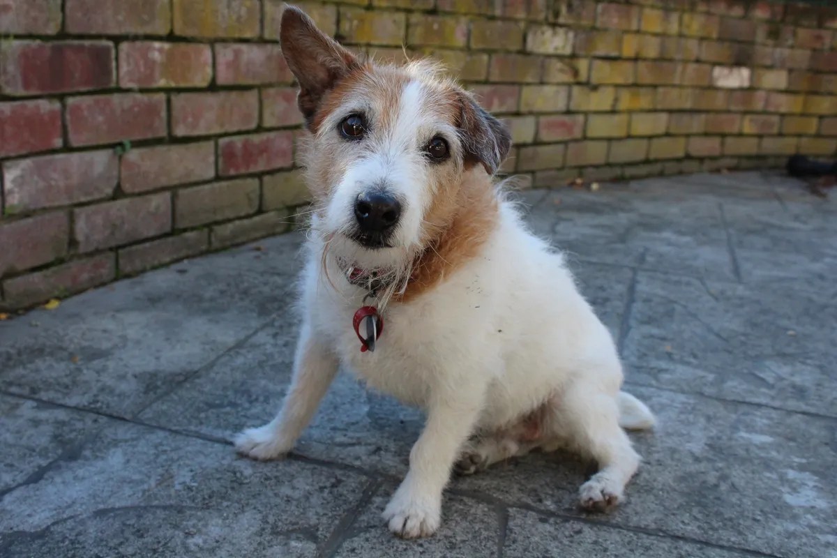 News SPCA prosecutes after man stabs elderly dog • SPCA New Zealand