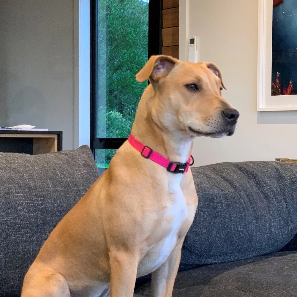 Chick • SPCA New Zealand