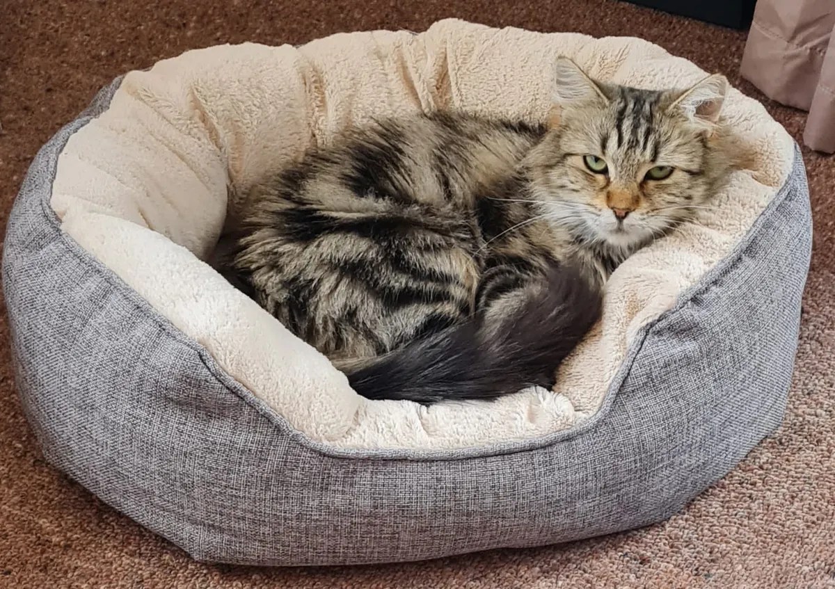 Mazey • SPCA New Zealand