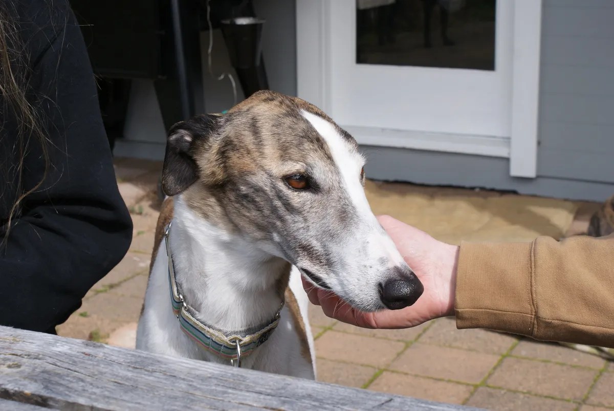 Government turns blind eye to greyhound suffering as decision swept
