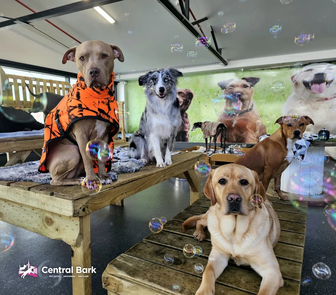 ‘Central Bark’ doggy daycare joins our SPCA Certified® programme • SPCA