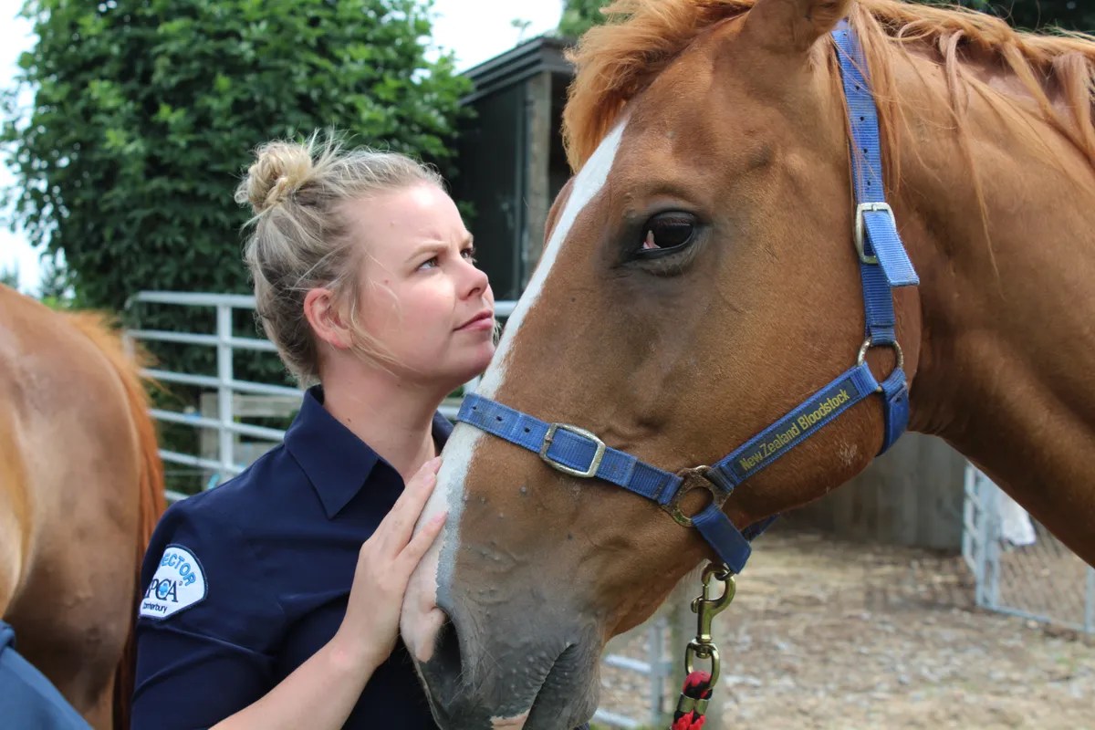 News Saving special animals the life of an SPCA inspector • SPCA New