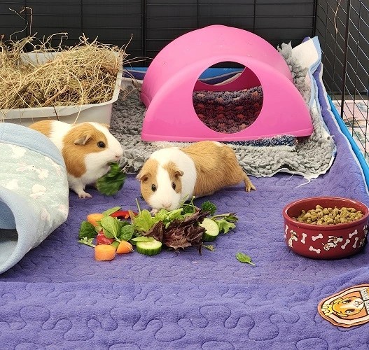 Caring For Guinea Pigs • SPCA New Zealand