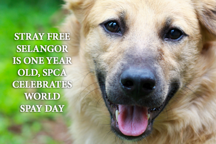 Stray Free Selangor Is One Year Old, SPCA Celebrates World Spay Day