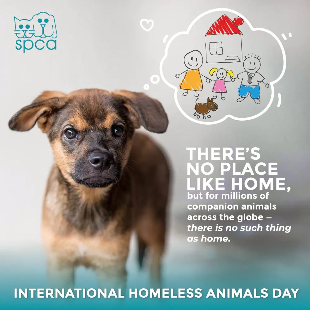 International Homeless Animals Day SPCA Selangor