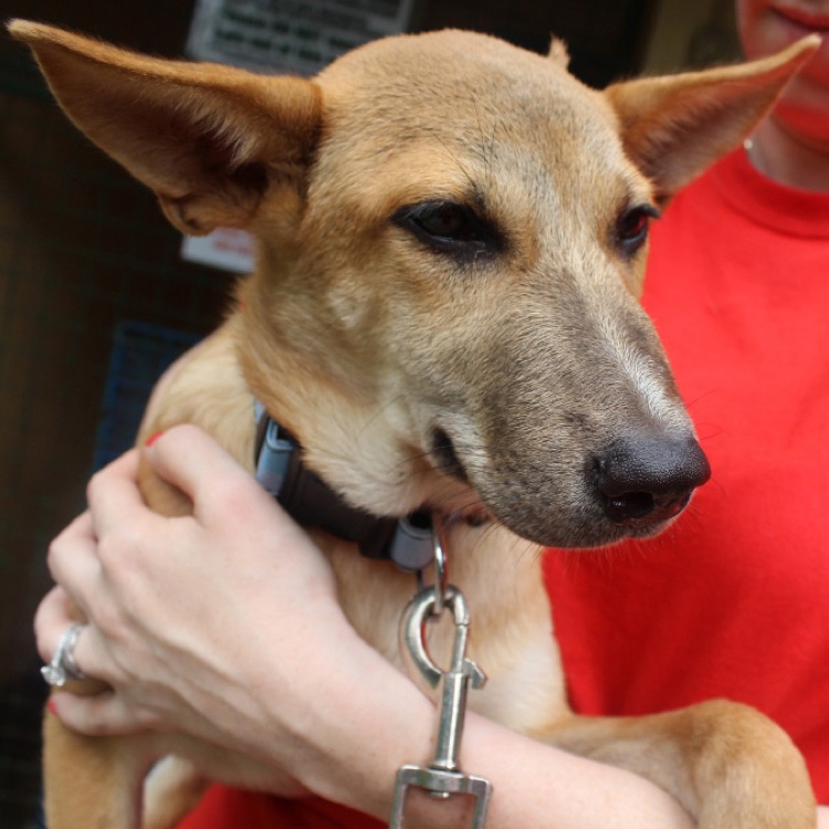 News SPCA International