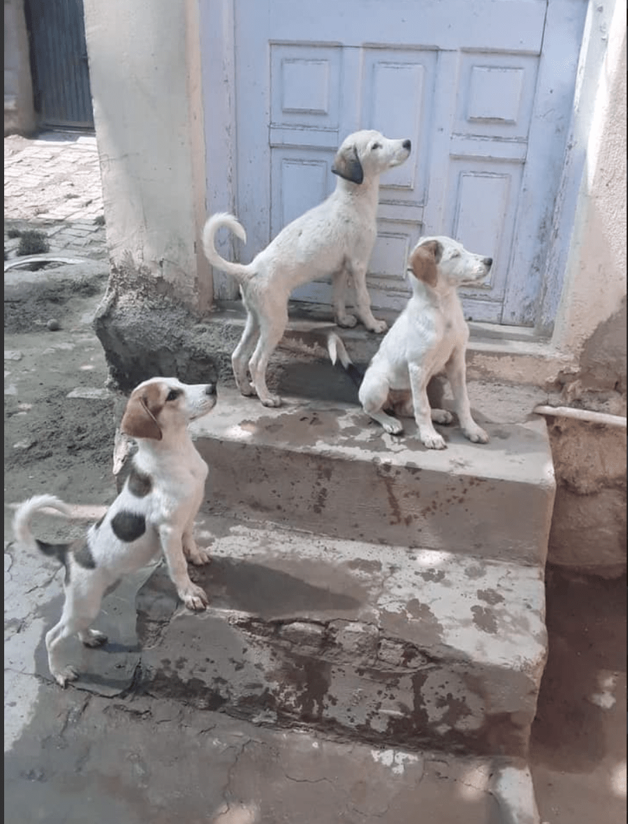 Kabul Small Animal Rescue SPCA International