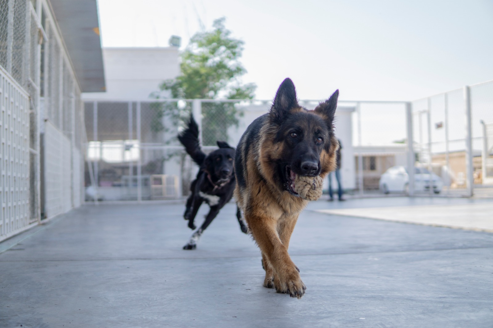 Paws Rescue Qatar SPCA International