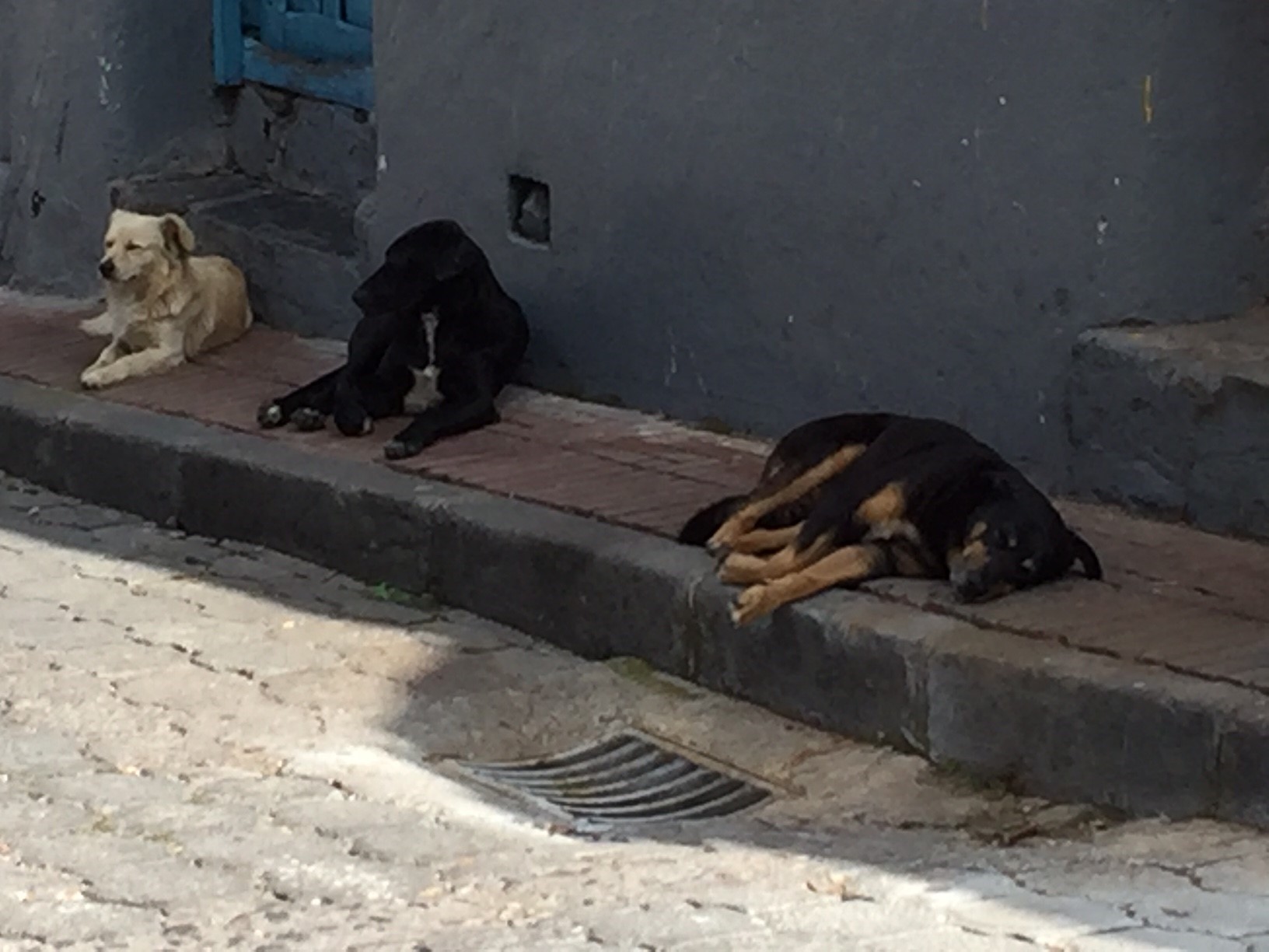 The Street Dogs of Ecuador Spot Speaks