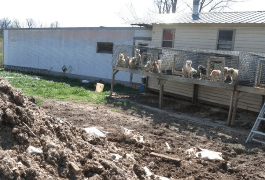 Where Do Pet Stores Get Their Puppies From