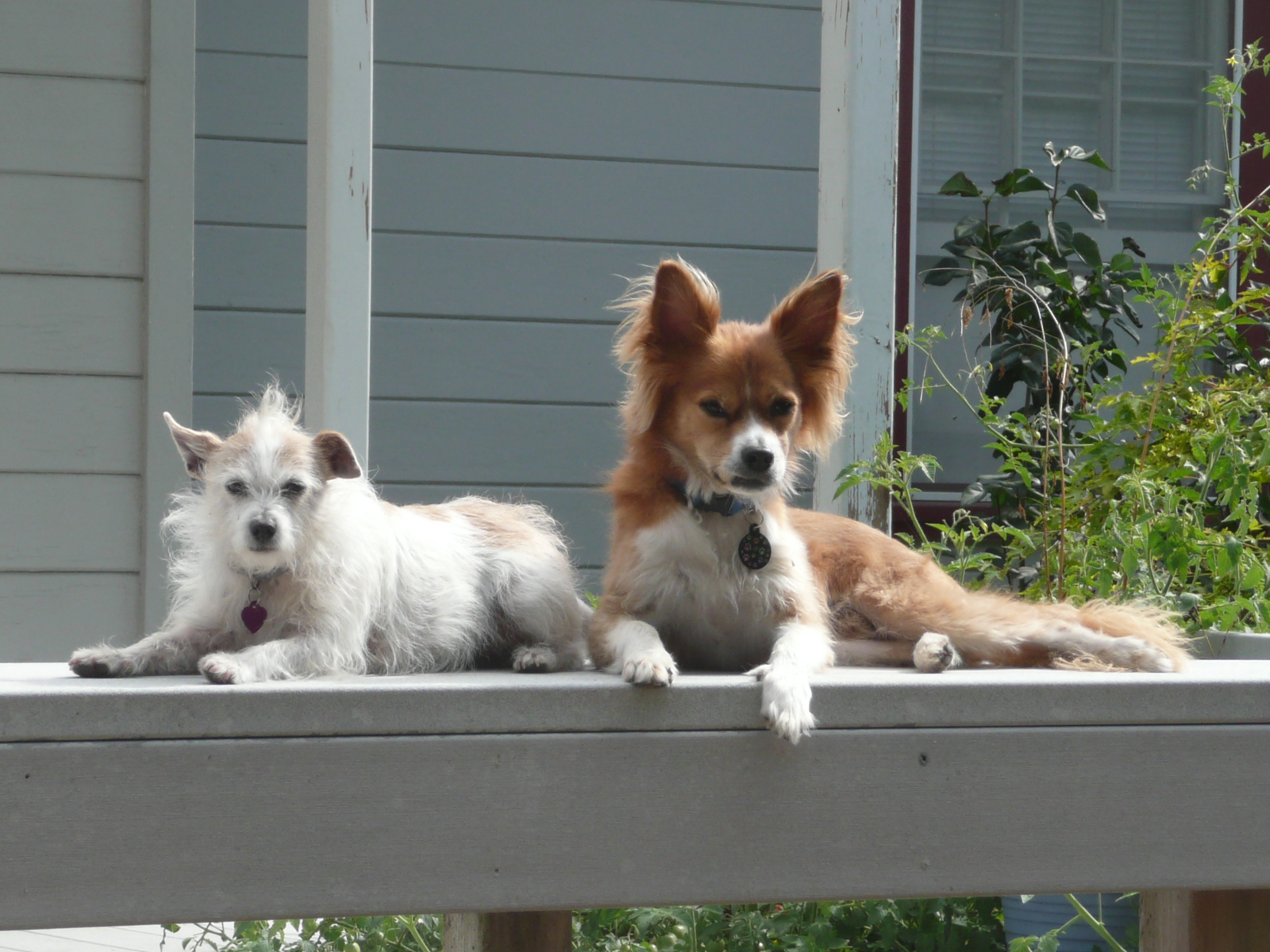 Can A Person Get Mrsa From A Dog